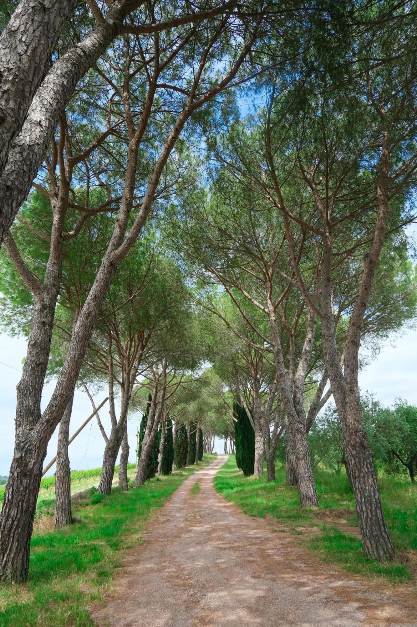 Casale Beatrice Degli Ulivi Villa Orvieto Kültér fotó